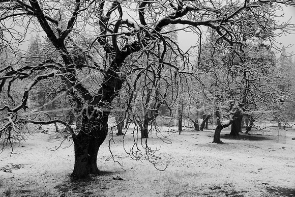 _6109835-Angry Trees in Snow, Yosemite