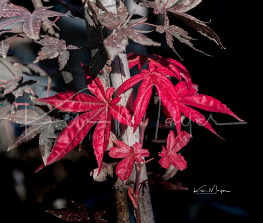 Fall Reds on Japanese Maple