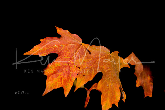 Fall Color on Maple Leaf