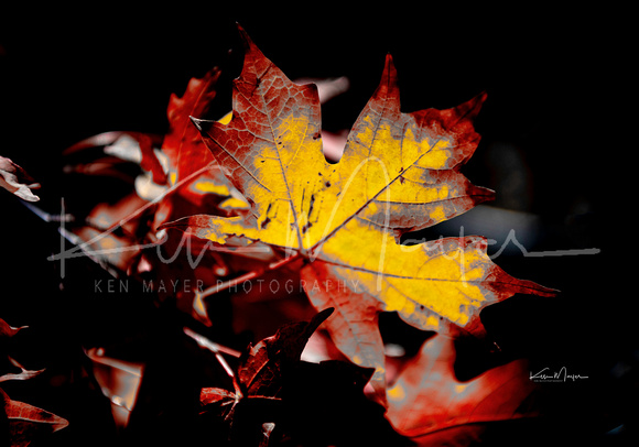 SunLight filtering Through Fall Colored Maple Leaf