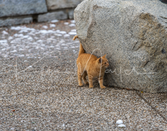 Orange Kitty at Highway 120 Overview