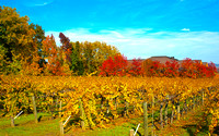 Napa Valley in Fall
