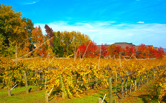 Napa Valley in Fall