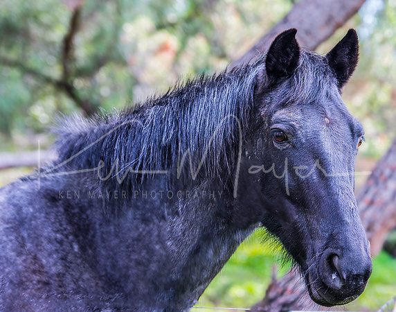 Muddy black Horse