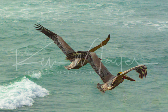 Pelicans in Tandom