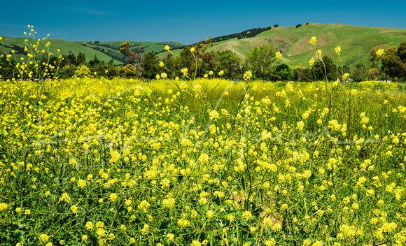 #Mustard_Greens #Foothills