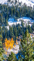 Fall in Sonora Pass