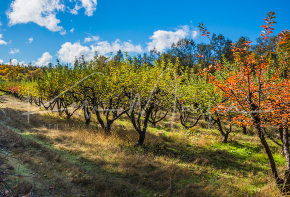 Indigeny Reserve Apple Orchard in Fall