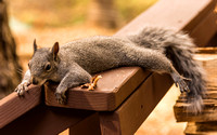 Squirrel Lounging on Rail