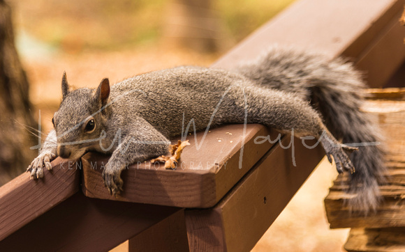 Squirrel Lounging on Rail