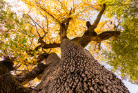 Giant Oak in Fall