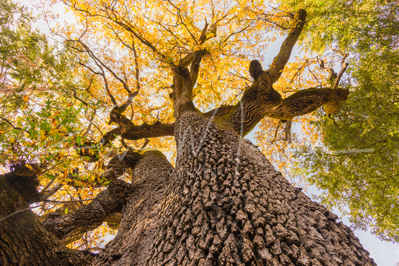 Giant Oak in Fall