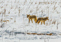 Coyotes Hunting in Meadow