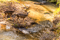 Deer Crossing Creek