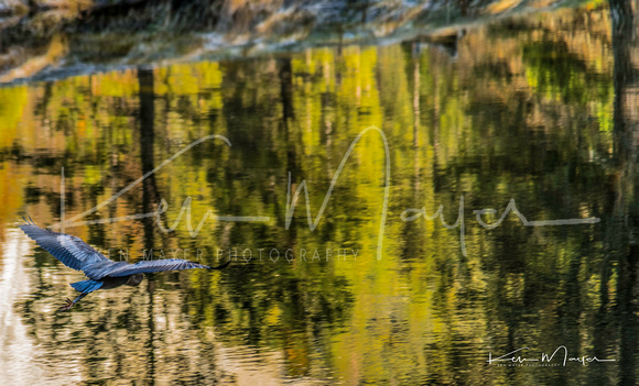Grey Heron and Reflections on Merced River