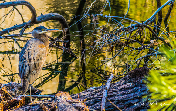 Grey Heron at Merced River