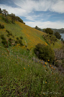Poppys and Clouds at New Melones