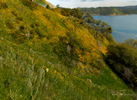 Wildflowers and Poppys on Hill at New Melones