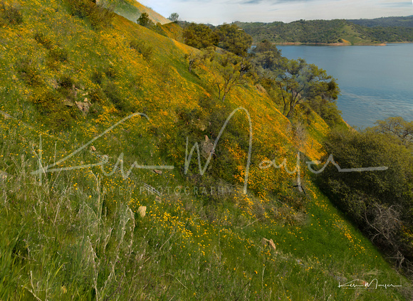 Wildflowers and Poppys on Hill at New Melones