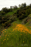 Poppys and Oaks on Hillside
