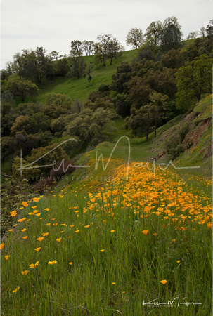Poppys and Oaks on Hillside