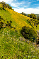 Wildflowers on Hillside at New Melones