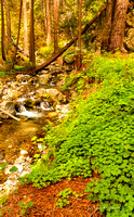 Lime Creek, Redwood Sorrel, Redwood
