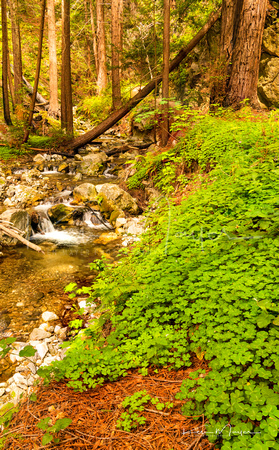 Lime Creek, Redwood Sorrel, Redwood