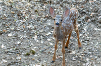 New Born Fawn, Giving Me th Raspberry