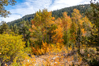 Sonora Pass Fall Gold