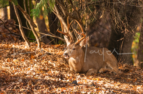 8 point buck reclining in leaves