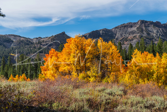 Sonora Pass Reds in Fall