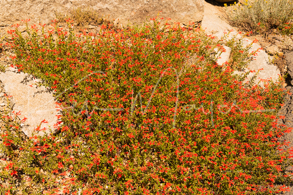 Wildflowers Blooming Near the Summit