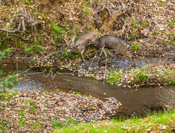 Bucks Fighting in Creek