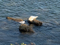 Harbor Seal & Gull in Monterey Bay