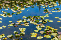 Waterlilies on Mosquito Lake