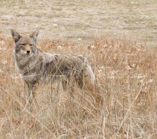 Coyote in Cook Meadow 2