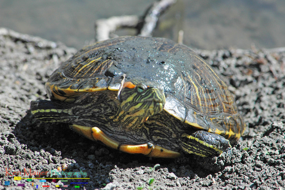 Turtle at Lake Elizabeth _0058
